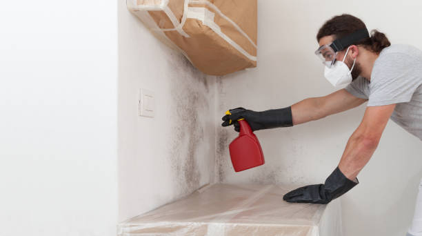 Professional Black Mold Remediation technician working in Babson Park, MA