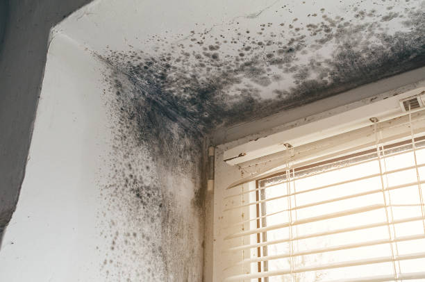 Affordable Black Mold Remediation solutions in Babson Park, MA